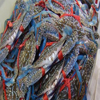 铁岭海鲜活体空运